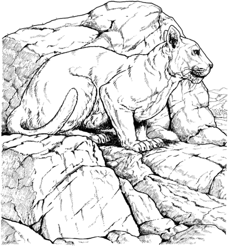 Lioness Coloring page