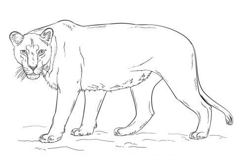 Lioness Coloring page