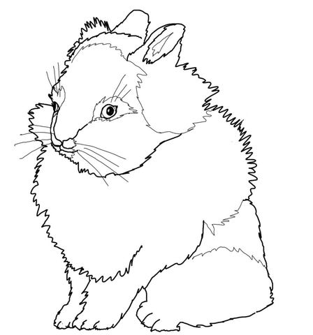 Lionhead Rabbit Coloring page