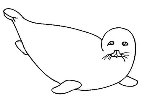 Little Fur Seal  Coloring page