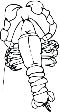 Lobster  Coloring page