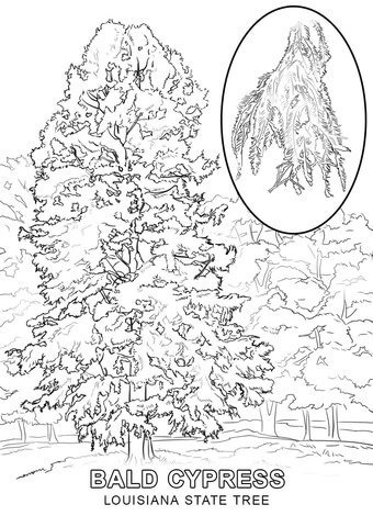 Louisiana State Tree Coloring page