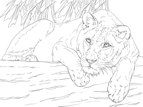 Lying Lioness Coloring page