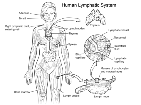 Lymphatic System Coloring page