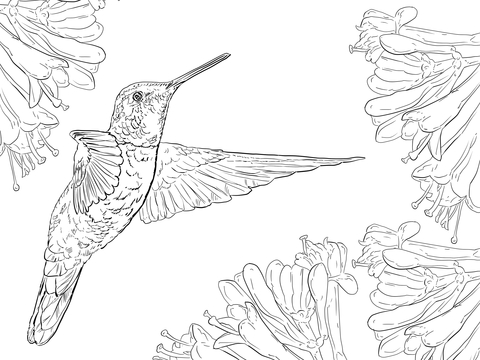 Magnificent Hummingbird Coloring page