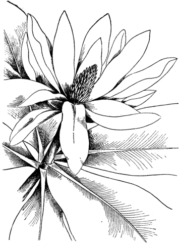 Magnolia 4 Coloring page