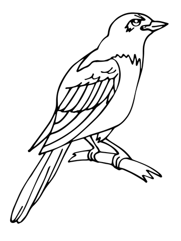 Magpie Coloring page