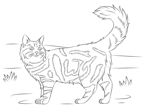 Maine Coon Cat Coloring page