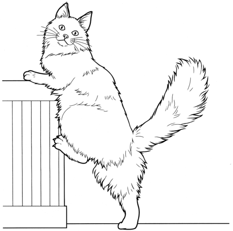 Maine Coon  Coloring page