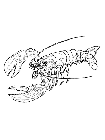 Maine Lobster Coloring page