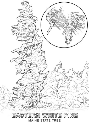 Maine State Tree Coloring page