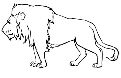 Male Lion Coloring page