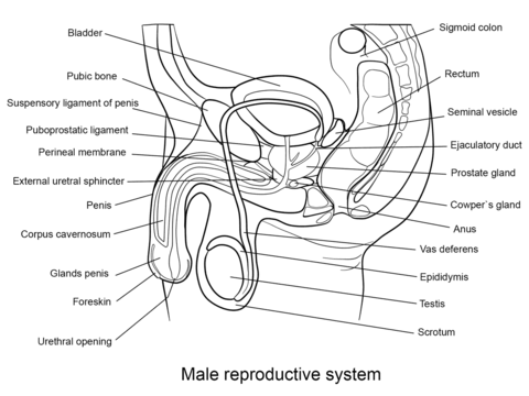 Male Reproductive System Coloring page