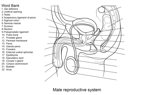 Male Reproductive System Worksheet Coloring page