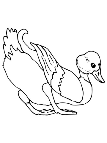 Mallard Coloring page