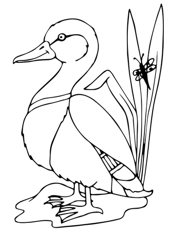 Mallard Duck Coloring page