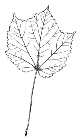 Maple little leaf Coloring page