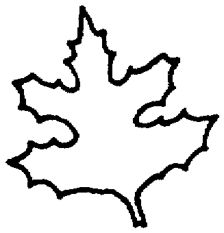 Maple Outline Coloring page