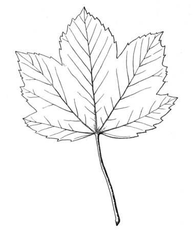 Maple  Coloring page