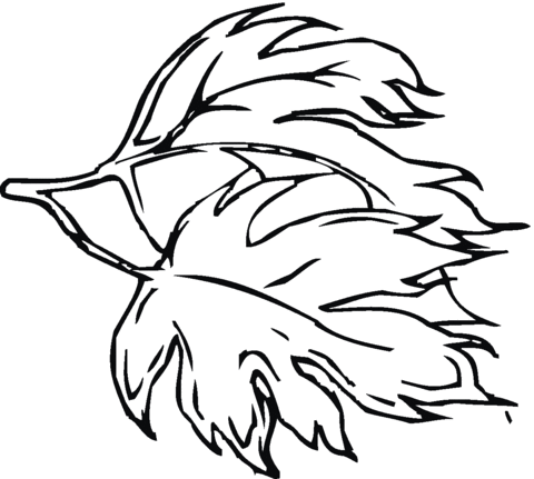 Maple leaf Coloring page