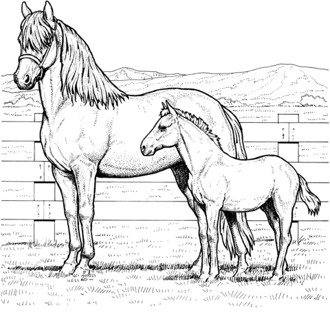 Mare and Colt Coloring page