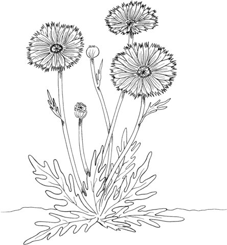 Marigold 5 Coloring page