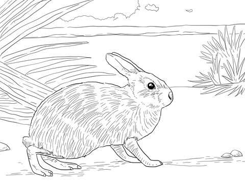 Marsh Rabbit Coloring page