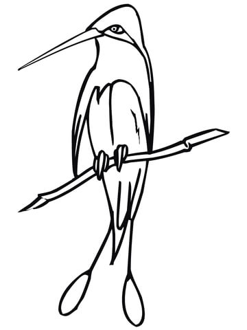 Marvellous Spatuletail Hummingbird Coloring page