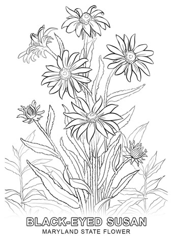 Maryland State Flower Coloring page