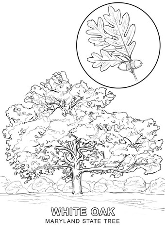 Maryland State Tree Coloring page