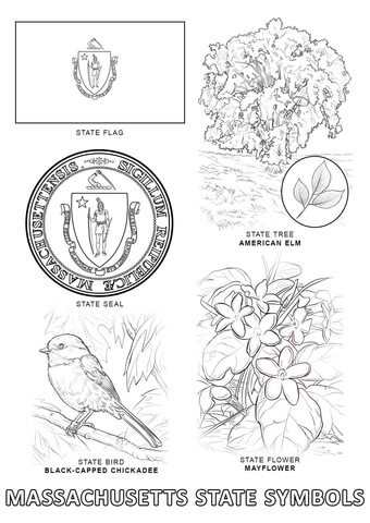 Massachusetts State Symbols Coloring page