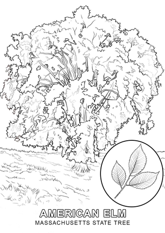 Massachusetts State Tree Coloring page