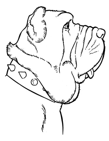 Mastiff Coloring page