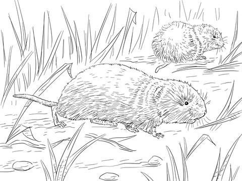 Meadow Vole Coloring page