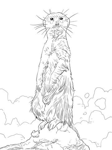 Meerkat Standing Upright Coloring page