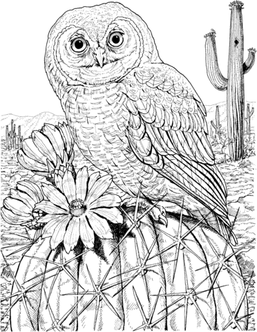 Mexican Spotted Owl on Cactus Coloring page