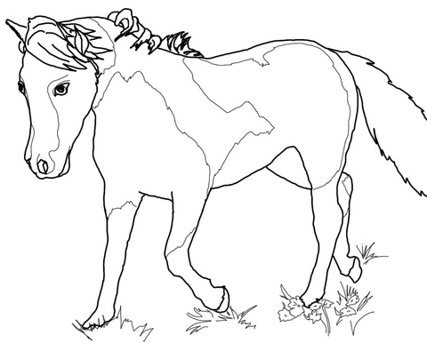 Miniature Horse Mare Coloring page