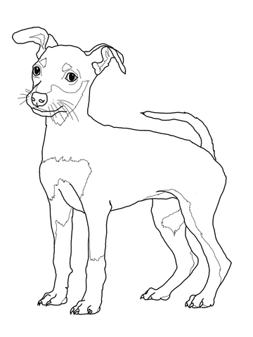 Miniature Pinscher Puppy Coloring page