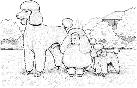 Standard, Miniature and Toy Poodles Coloring page