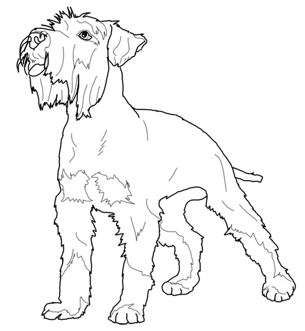 Miniature Schnauzer Coloring page