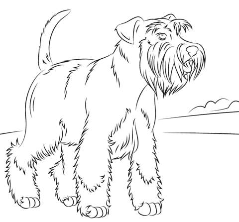 Miniature Schnauzer Coloring page