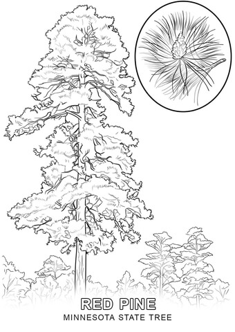 Minnesota State Tree Coloring page