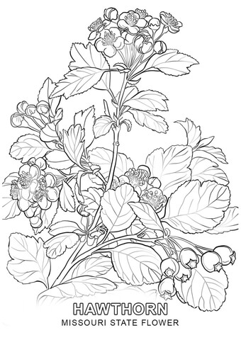 Missouri State Flower Coloring page