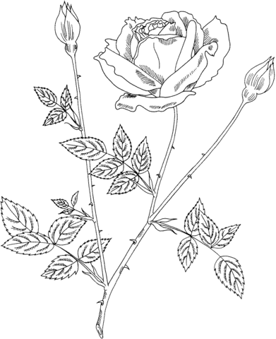 Mister Lincoln Hybrid Tea Bush Rose Coloring page