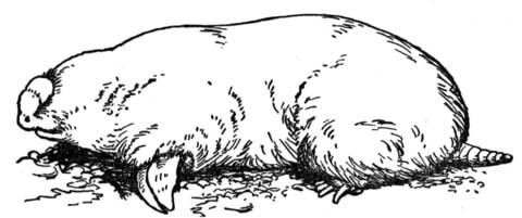 Mole 1 Coloring page