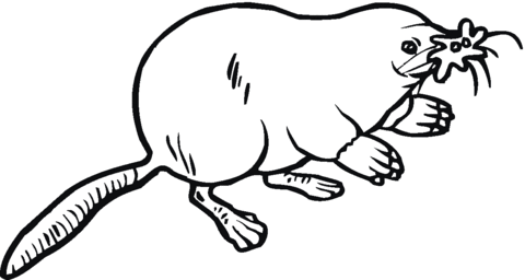 Star nosed mole Coloring page