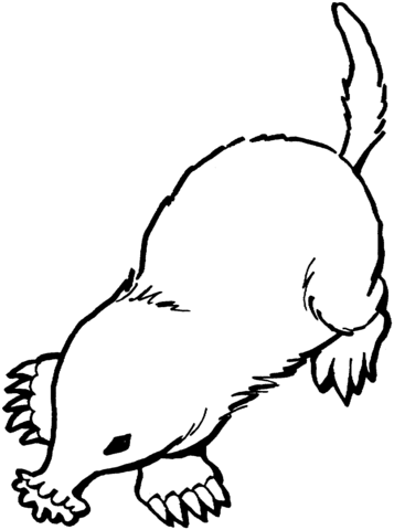 Star-nosed mole Coloring page