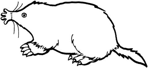 Mole 4 Coloring page