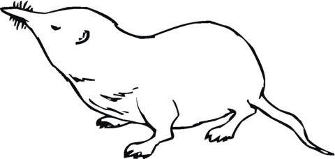 Mole 6 Coloring page