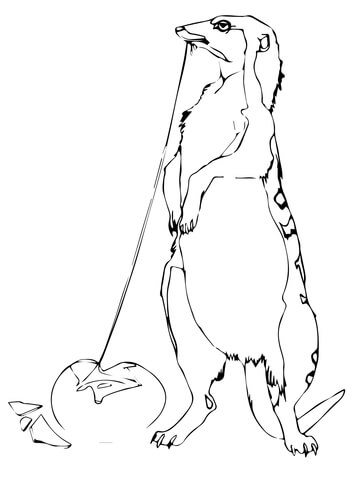 Mongoose Eats Egg Coloring page